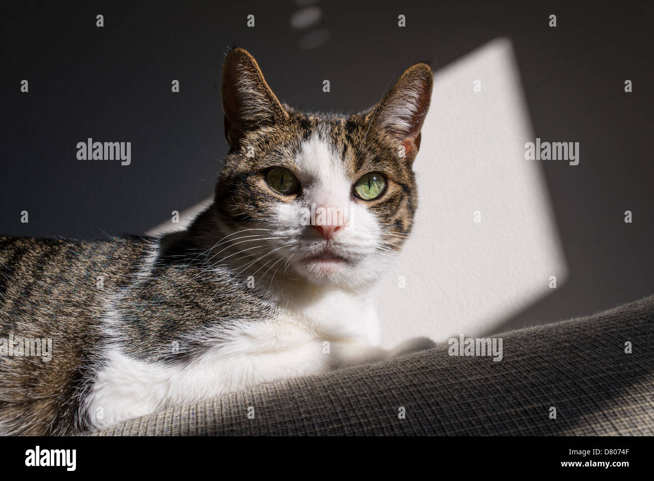 Eine Katze auf einer Couch im Sonnenlicht. Stockfoto