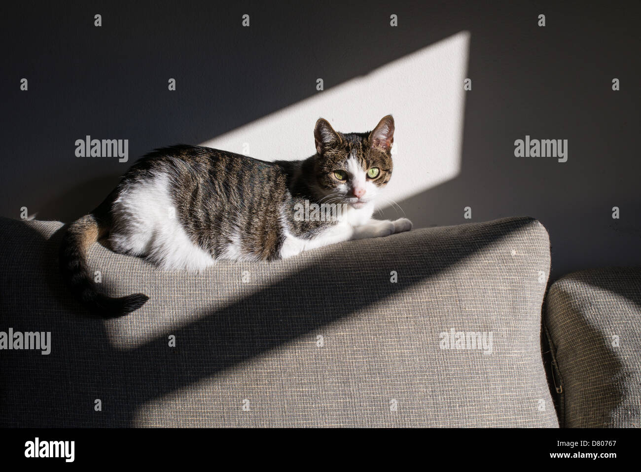 Eine Katze auf einer Couch im Sonnenlicht. Stockfoto