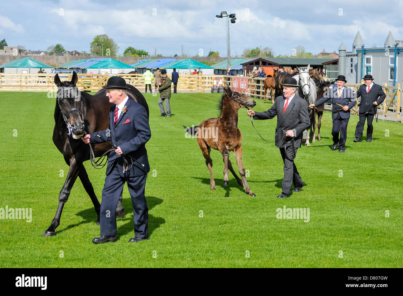 Lisburn, Nordirland. 15. Mai 2013. Vier Züchter zeigen ihre Pferde bei der Balmoral zeigen Credit: Stephen Barnes/Alamy Live News Stockfoto