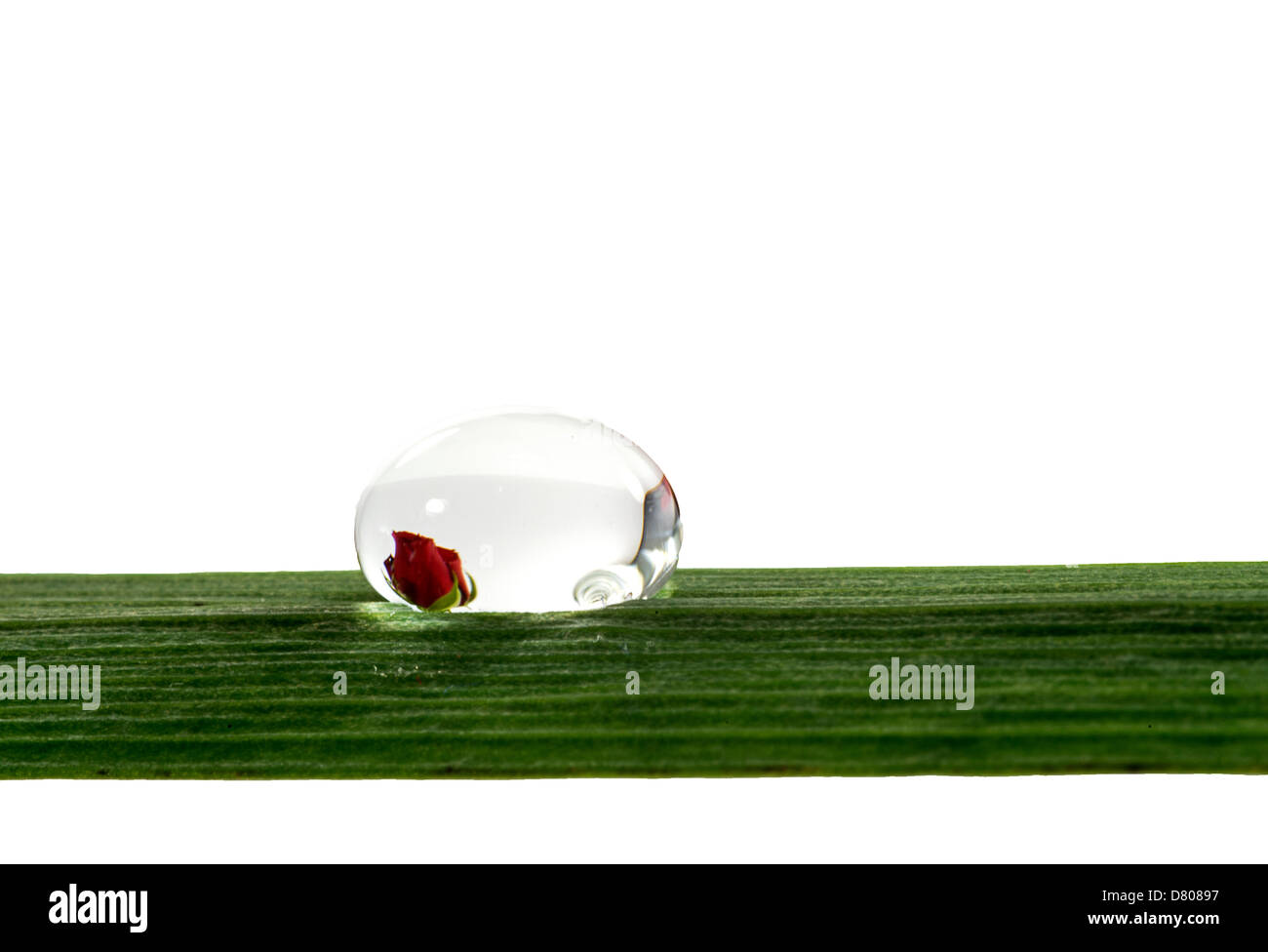 Rose Gegenwartsgesellschaft in Wasser fallen auf weißem Hintergrund Stockfoto