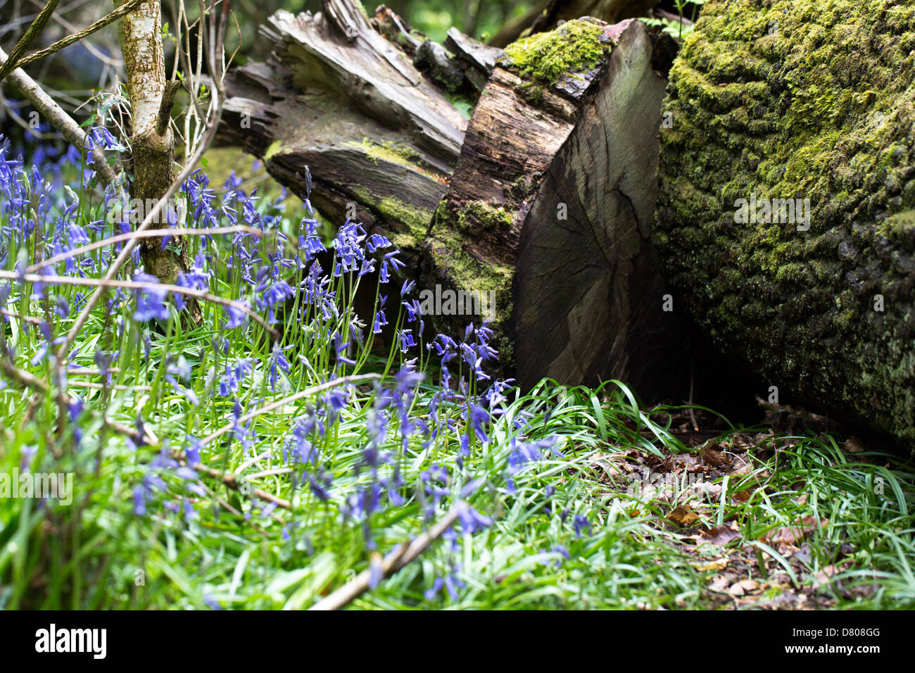 Aberystwyth, Wales, UK. 16. Mai 2013. Nach einem sehr langsamen Start, Glockenblumen in Gogerddan Woods, in der Nähe von Aberystwyth in mid Wales brach in Leben, bilden einen herrlichen blauen Teppich, soweit das Auge reicht. Bildnachweis: atgof.co / Alamy Live News Stockfoto