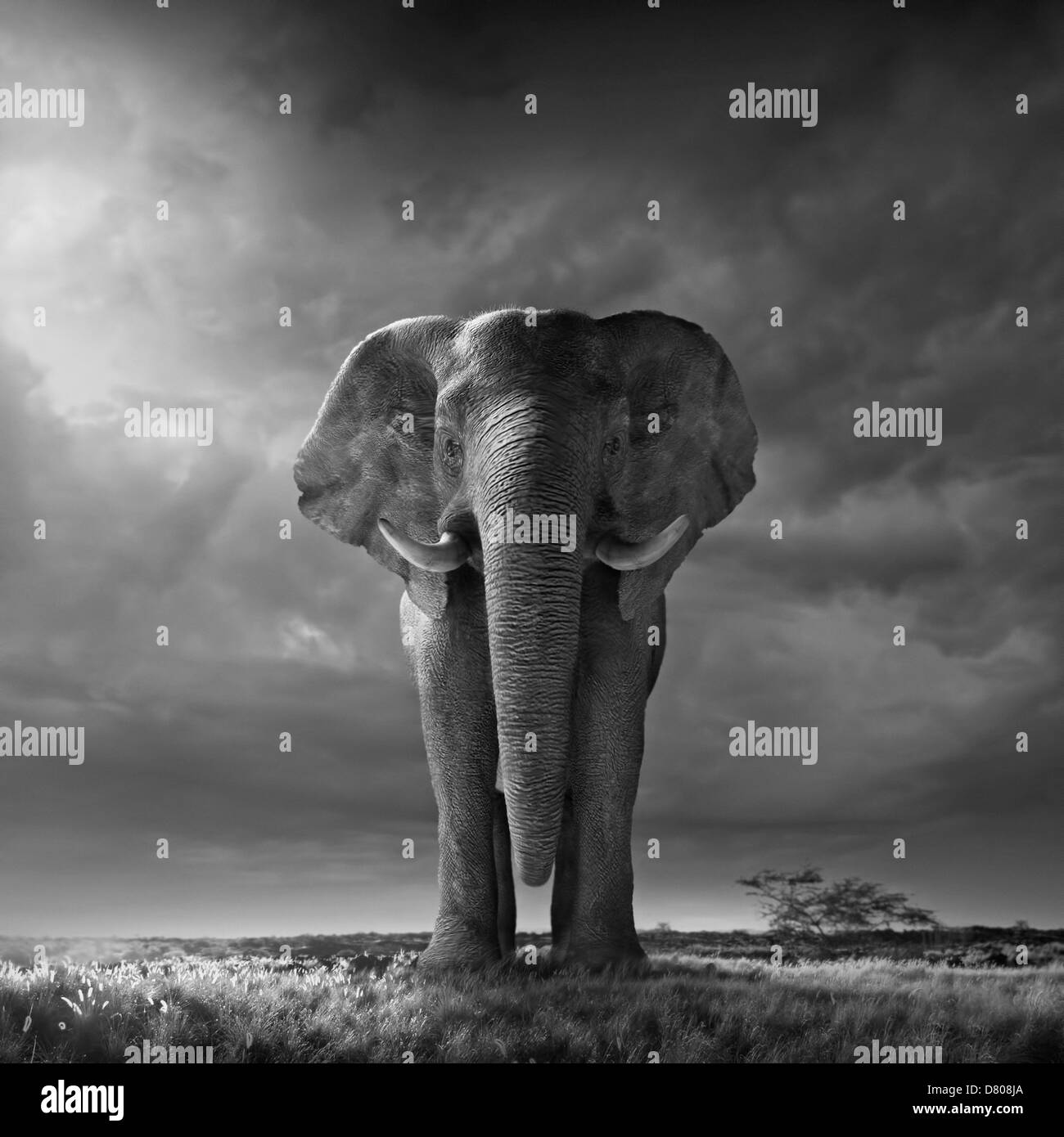 Elefanten gehen auf Wiese Stockfoto