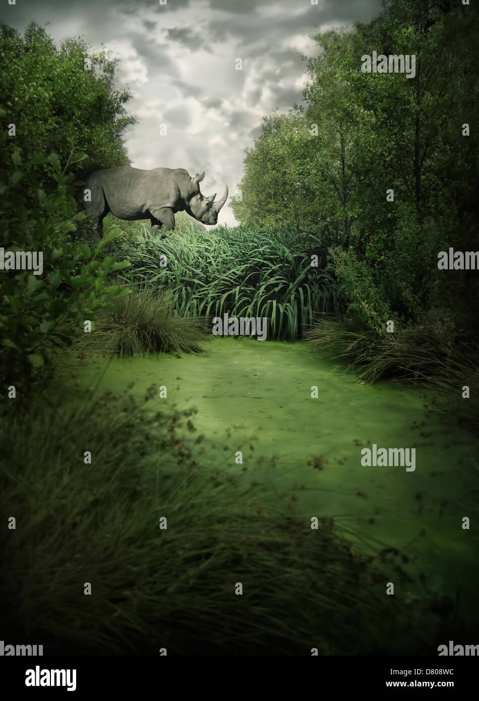 Rhino walking im Dschungel Stockfoto