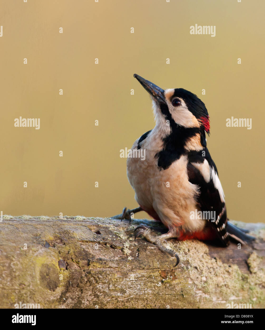 Buntspecht (Dendrocopos großen) thront auf Ast Stockfoto