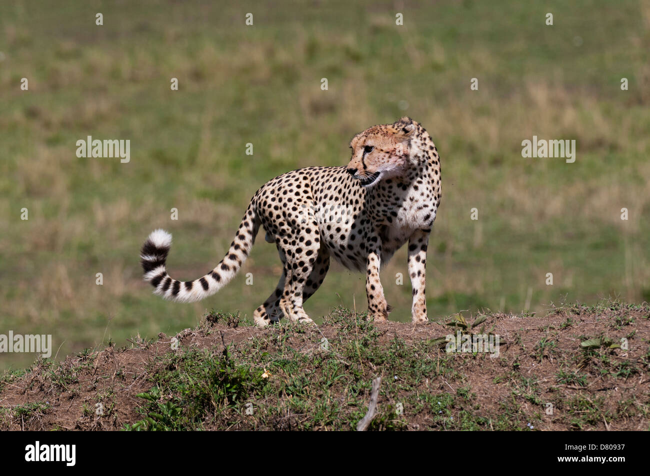 Gepard, (Acynonix Jubatus), Masai Mara, Kenia Stockfoto
