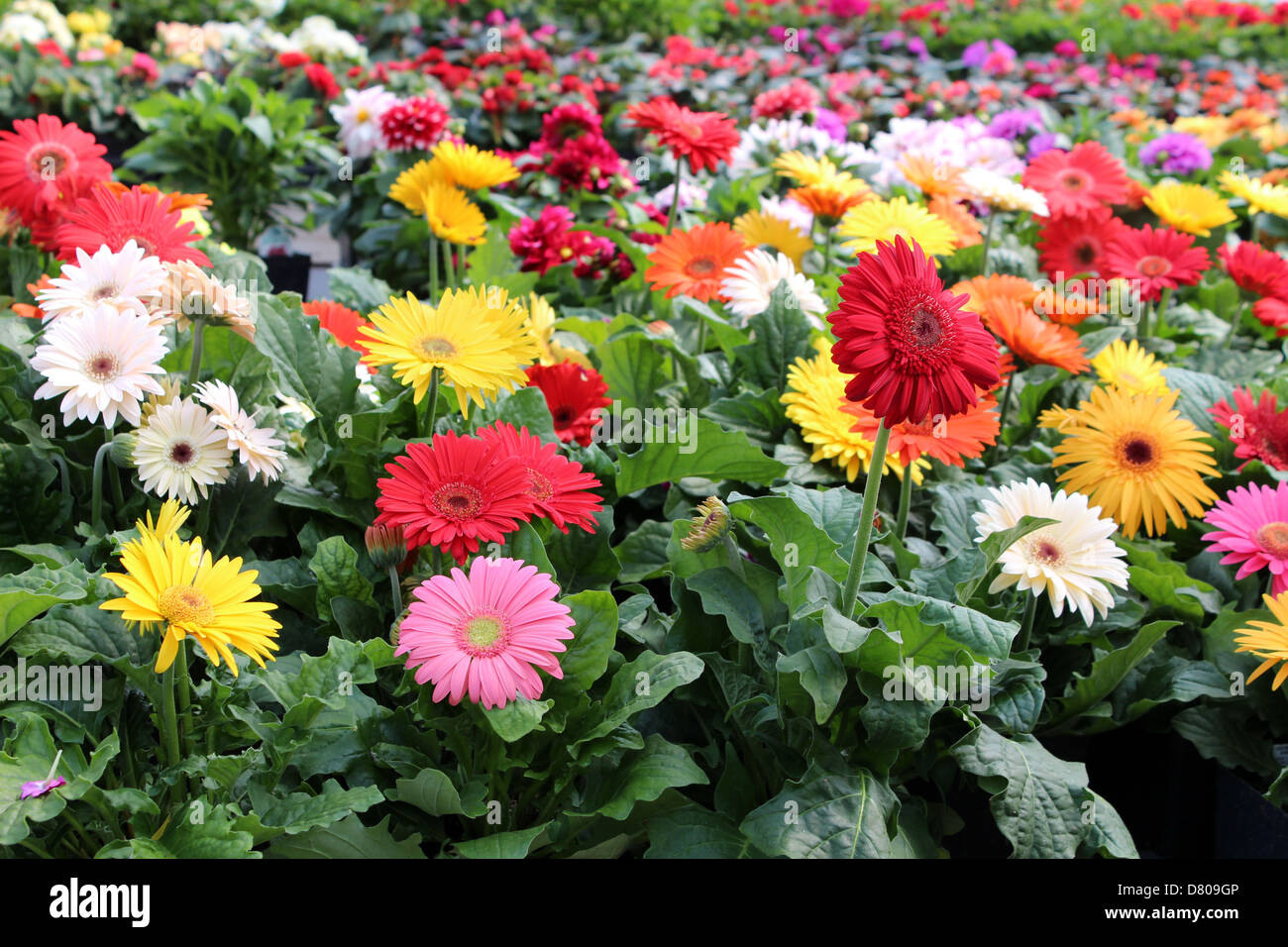 Schöne Farbe der Blüten auf einem Bauern-Markt über Tabellen für Gärtner zur Auswahl für ihre eigenen verteilt. Stockfoto