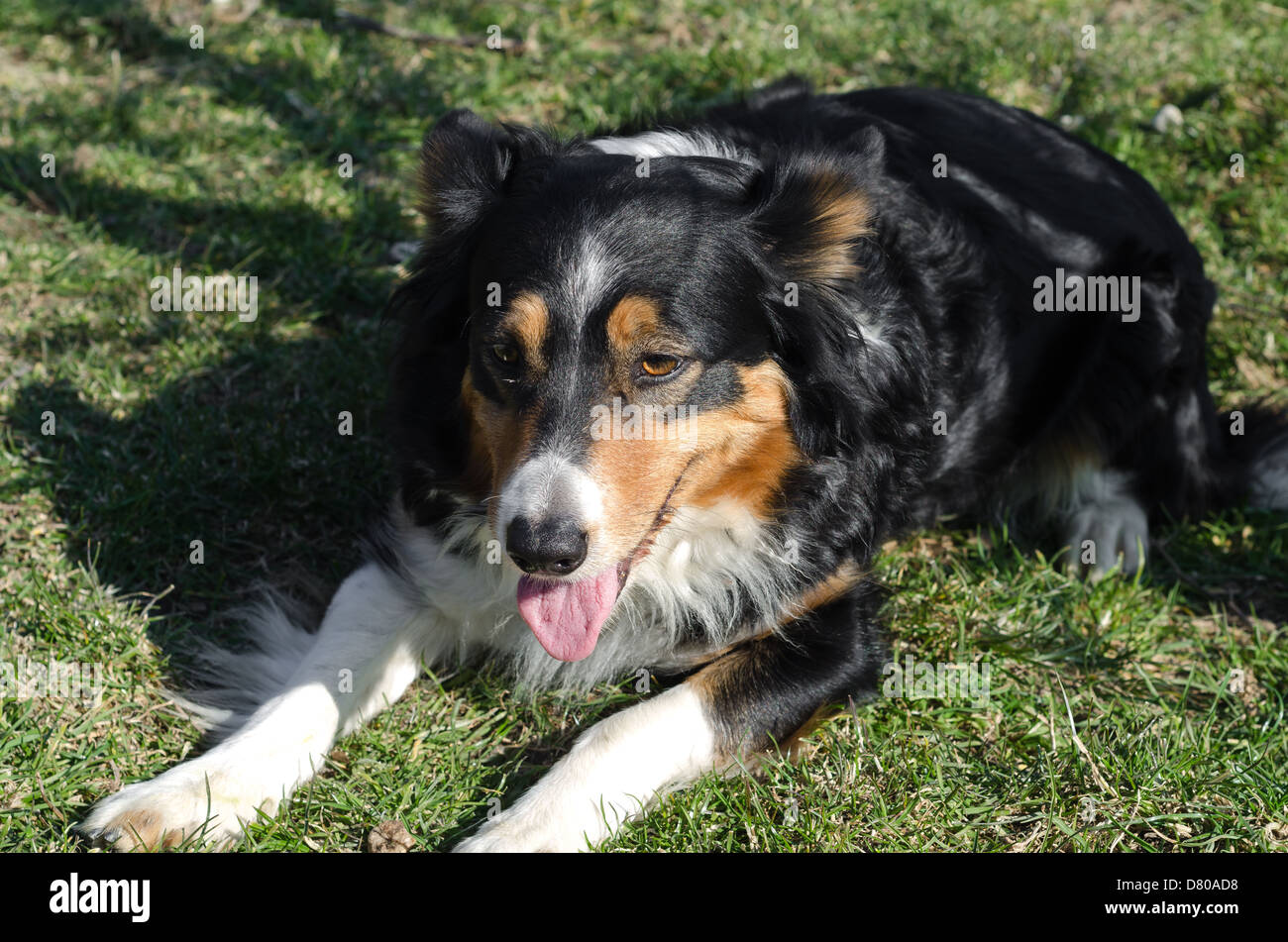 BorderCollie, liegend auf dem Rasen nach dem Rennen Stockfotografie