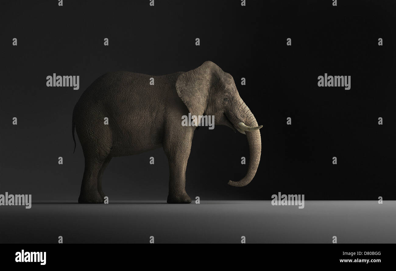Elefant stehend im Innenbereich Stockfoto