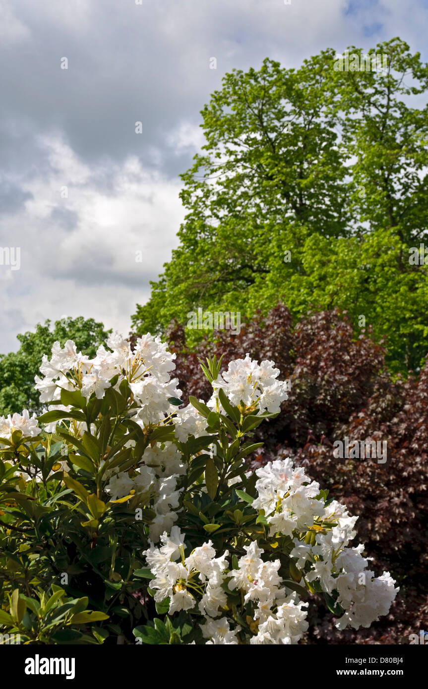 Weiße Rhododendron Blüten, Bäume im Hintergrund. Stockfoto