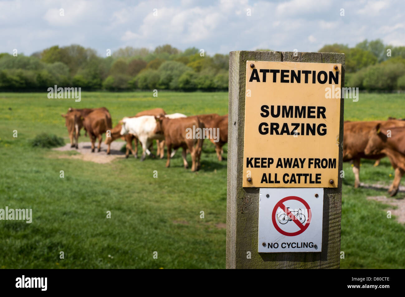 Eine Warnung Schild mit der Aufschrift, "Aufmerksamkeit Sömmerung, fernhalten von allen Rindern", mit "No Cycling" unter. Stockfoto