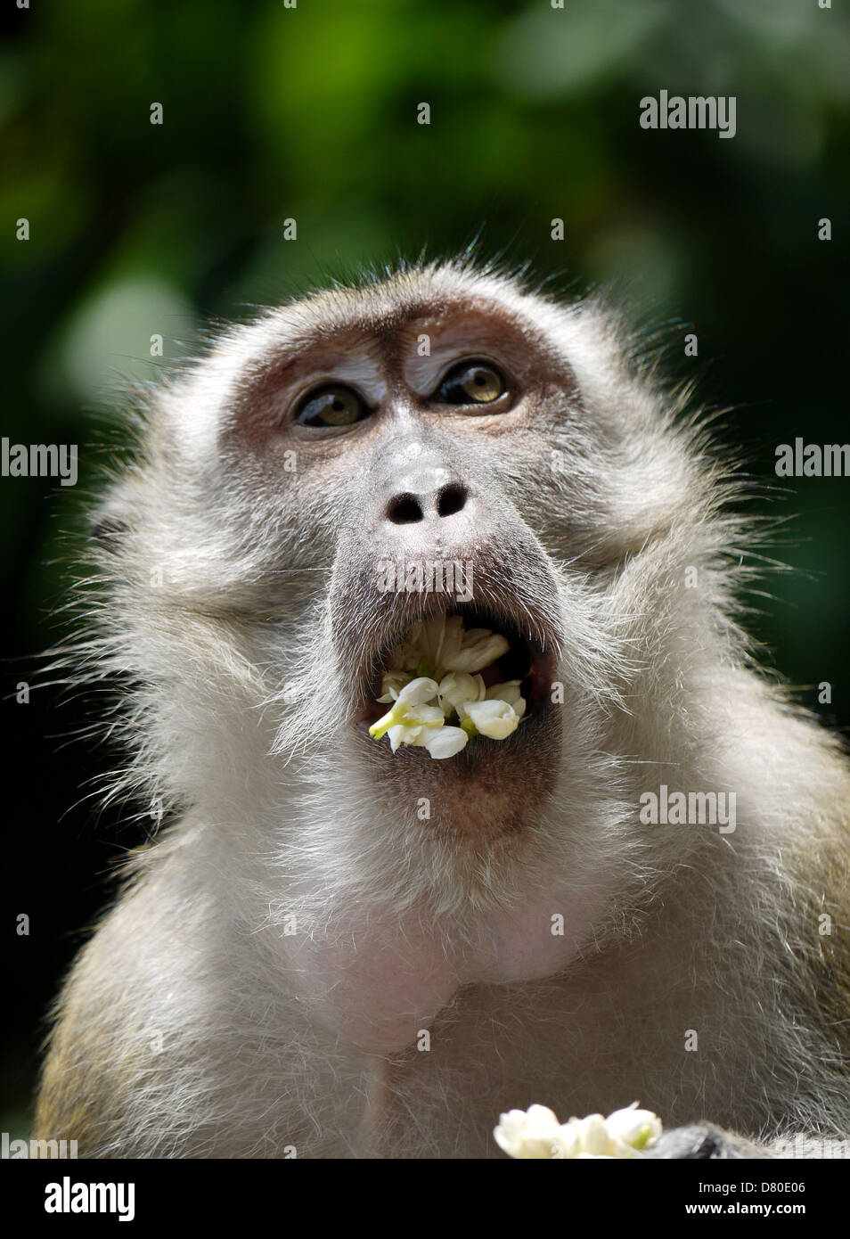 überraschter affe -Fotos und -Bildmaterial in hoher Auflösung – Alamy, حجم الصورة 954x1390