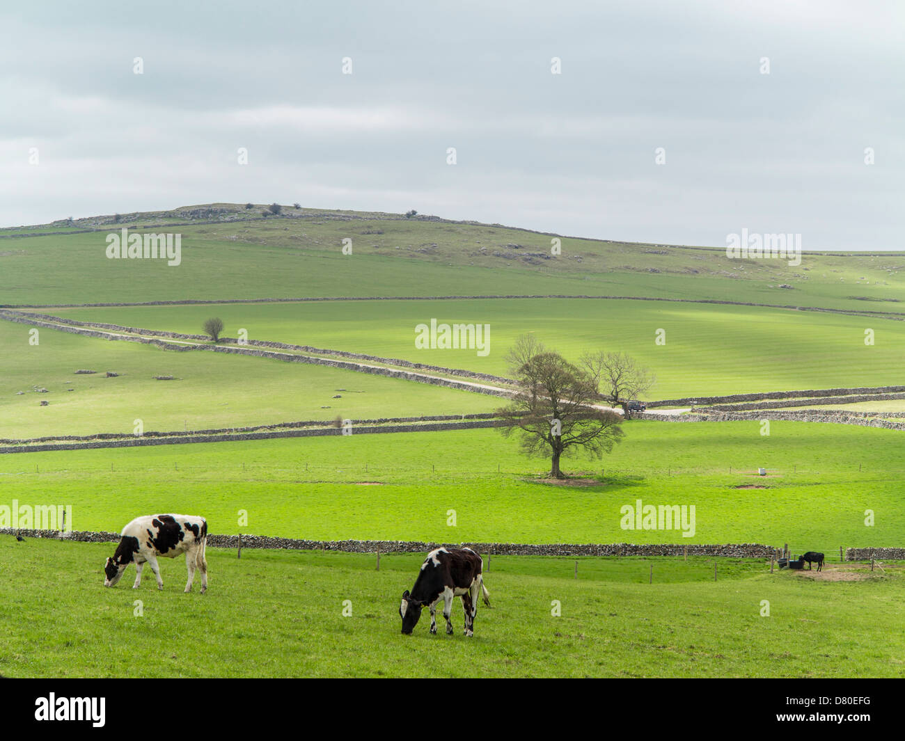 Pastoralen Blick auf Kühe und Felder auf den Peak District National Park, Derbyshire, England Stockfoto