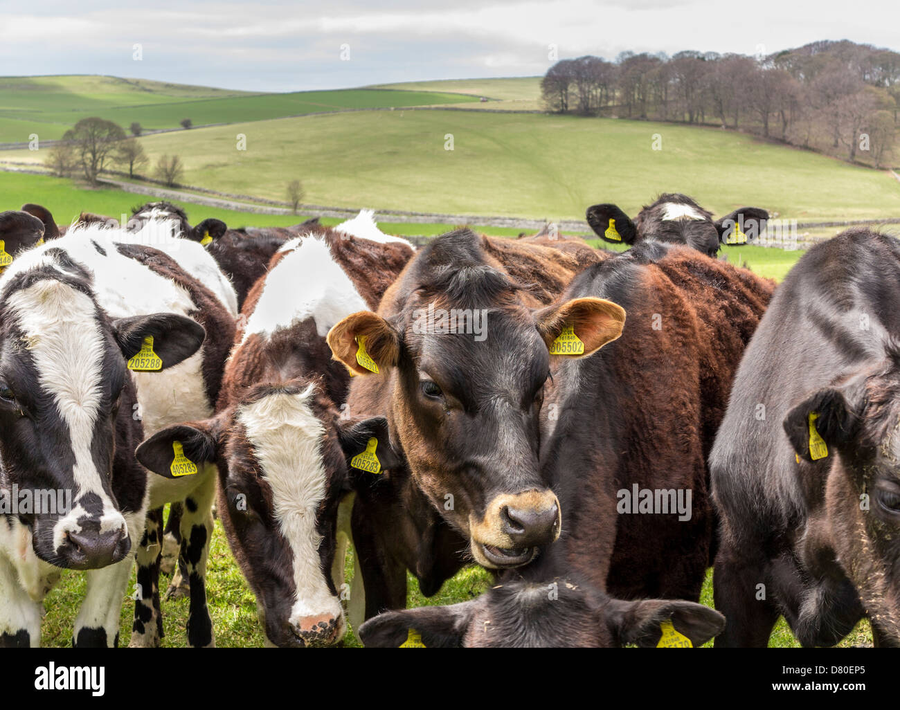 Kühe in einer Reihe mit Ohrmarken Blick in die Kamera im Peak District National Park, Derbyshire, England Stockfoto