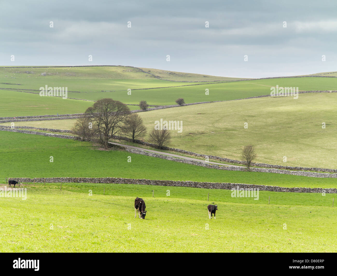 Pastoralen Blick auf Kühe und Felder auf den Peak District National Park, Derbyshire, England Stockfoto