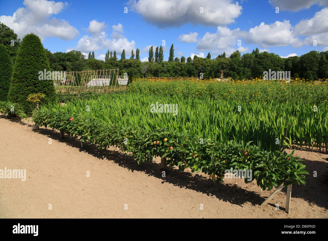 Niedrig wachsende Apfelbäume auf ein Spalier werden flankiert von Reihen von Blumen im Garten schneiden Chenonceau, Loiretal, Frankreich Stockfoto