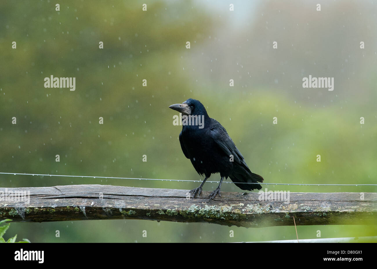 Ein Rook Corvus Frugilegus in Pulborough West Sussex UK Stockfoto