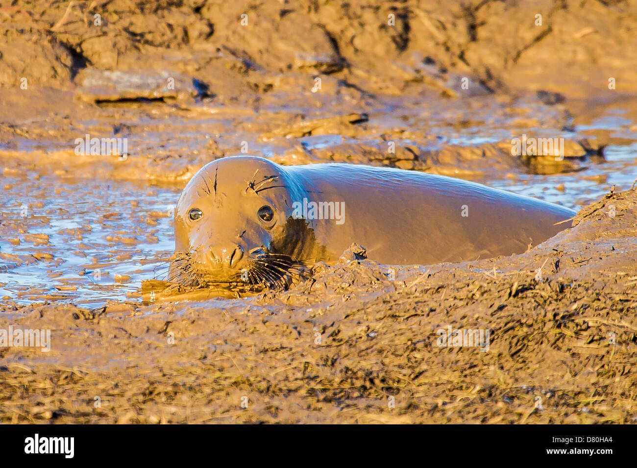 Grey Seal Pup im Schlammbad, Schokoladen-Siegel Stockfoto