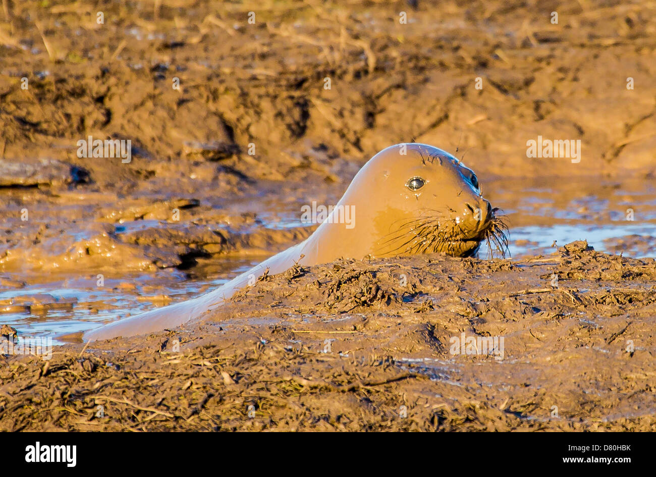 Grey Seal Pup im Schlammbad, Schokoladen-Siegel Stockfoto