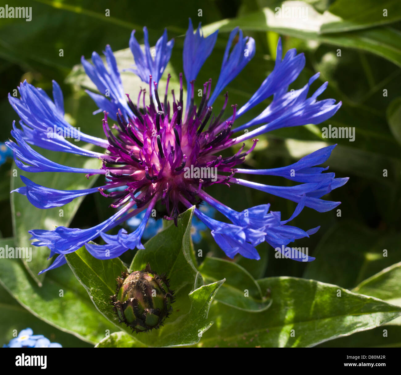 Kornblume im Garten Stockfoto