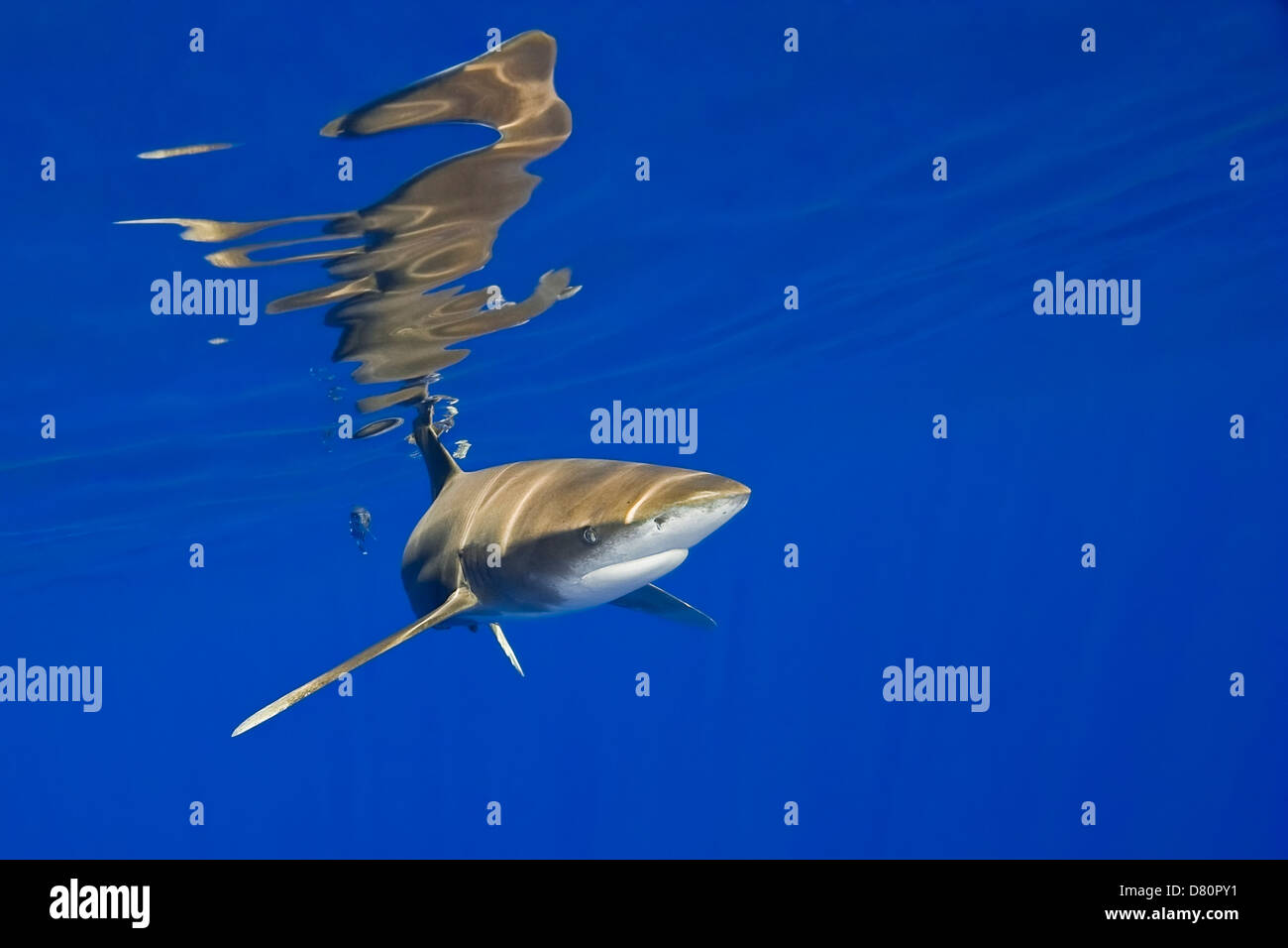 ozeanische Weißspitzen Hai, Carcharhinus Longimanus mit Oberflächenreflexion, Kona Coast, Big Island, Hawaii, USA, Pazifik Stockfoto