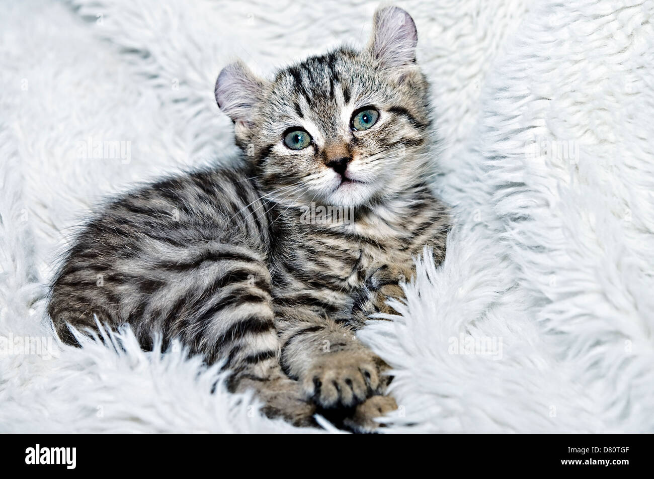 Eine süße Highlander Lynx Kätzchen bereit für ein Nickerchen. Stockfoto