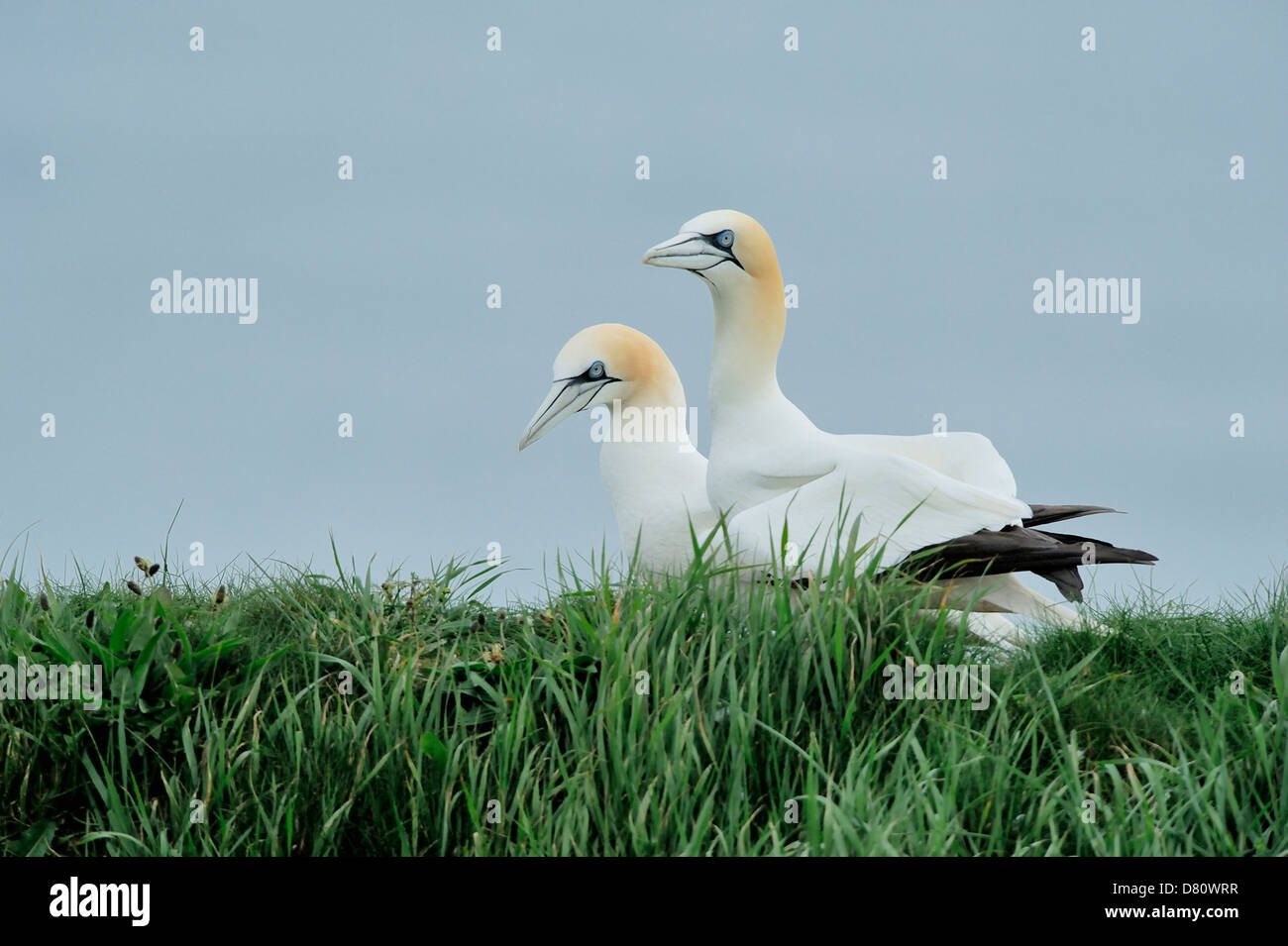 Ein umwerben paar Basstölpel (Sula Bassana, Morus Bassanus) in ihr Nest. Tölpel sind streng territorial. Stockfoto