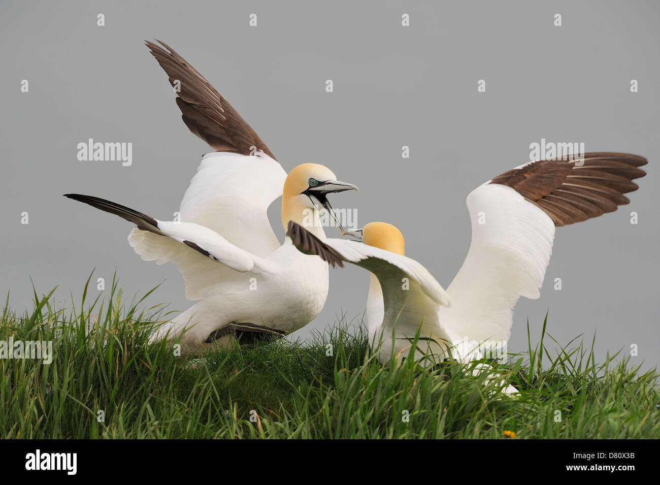Zwei Basstölpel (Morus Bassanus, Sula Bassana) Streit über den besten Platz Rasen für den Nestbau zu sammeln. Stockfoto