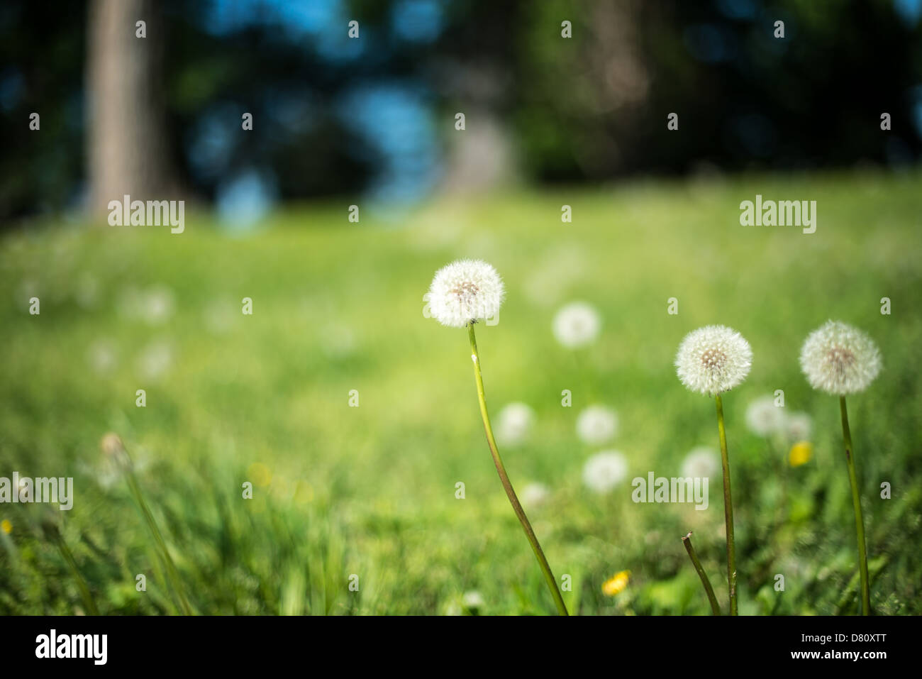 Dandelion Seed Heads Lady Bird Johnson Park Washington DC // WASHINGTON DC — Dandelion Seed Heads im Lady Bird Johnson Park auf Columbia Island in Washington DC. Stockfoto