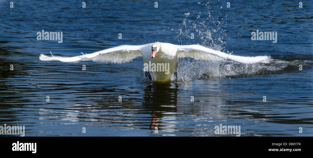Vorderansicht von einem Erwachsenen weiß Höckerschwan über das Wasser fliegen. Stockfoto