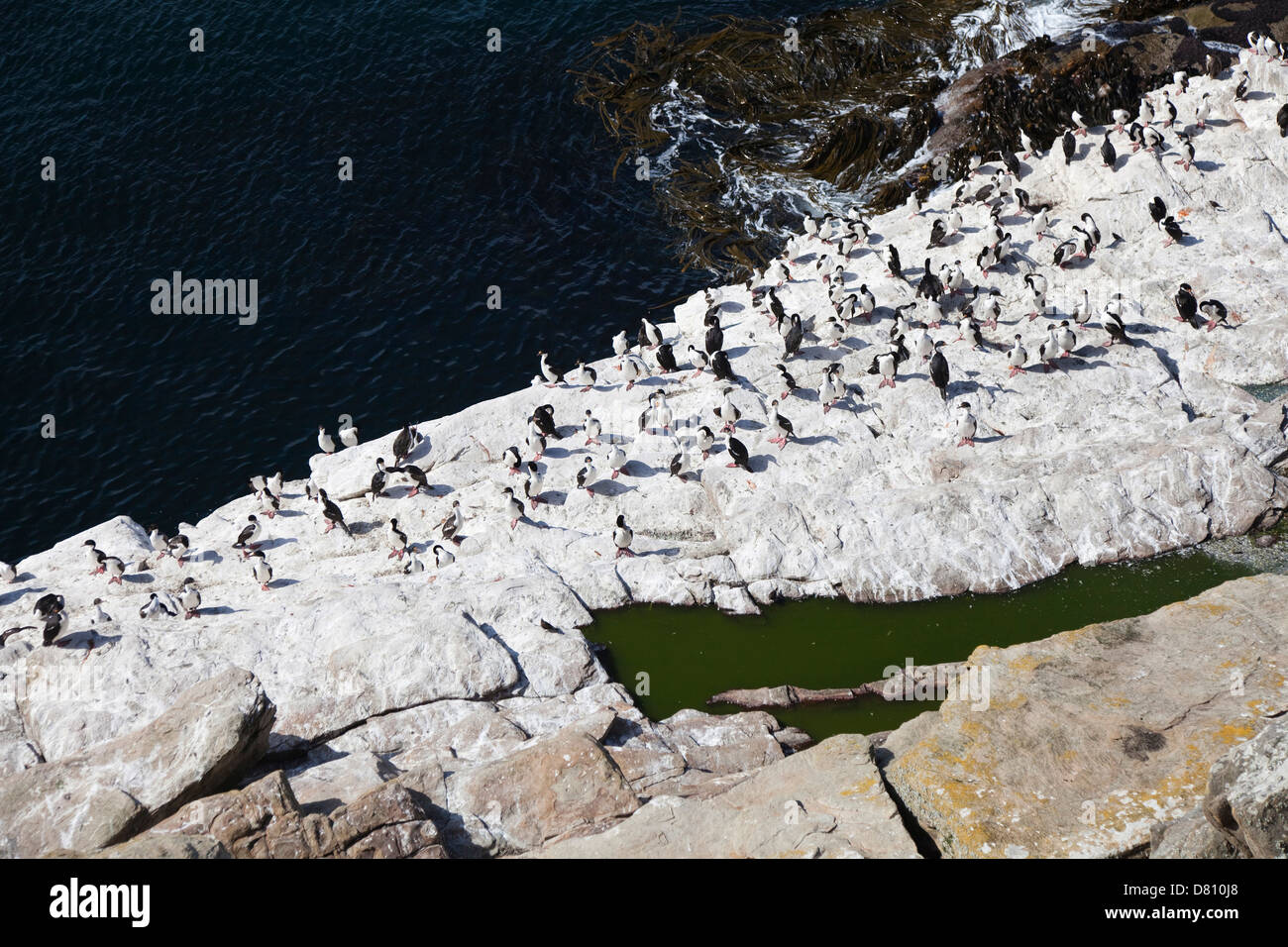 König Kormoran, Phalacrocorax Albiventer Stockfoto