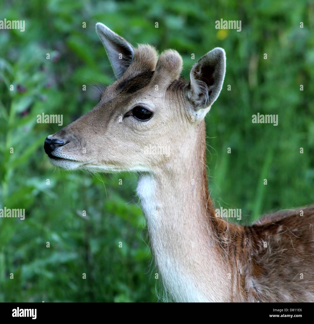 Close-up Portrait von Kopf und Oberkörper eine junge männliche Damhirsche (Dama Dama) Stockfoto