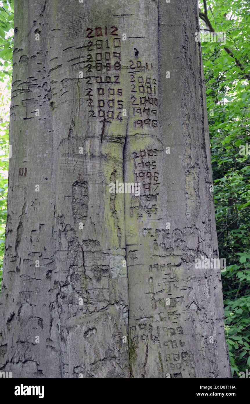Alten Baumstamm mit Datteln Einschneiden der Rinde von 1985 bis 2012 Stockfoto