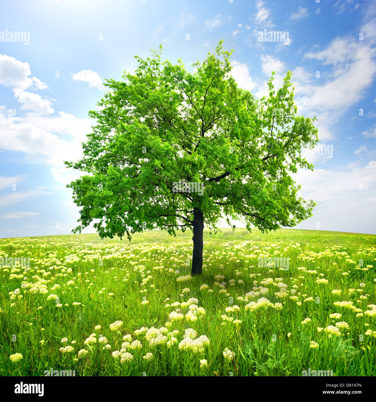 Baum in einem Feld und Wildblumen Stockfoto