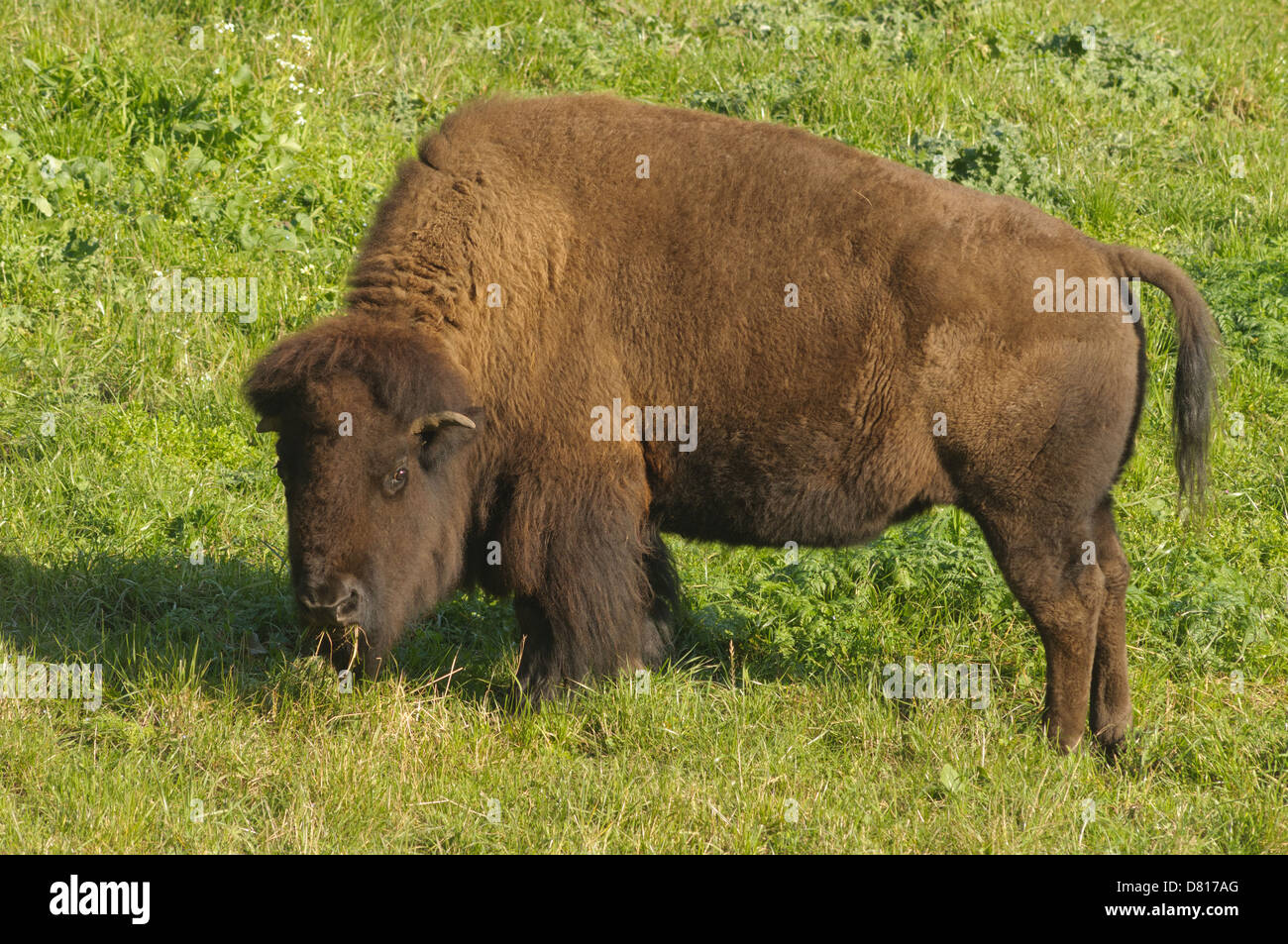 Bison im Golden Gate Park in San Francisco Stockfoto