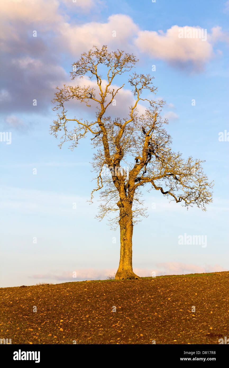 Neues Leben in einem Winter Ernte Feld, kann Hill Gloucestershire UK Stockfoto