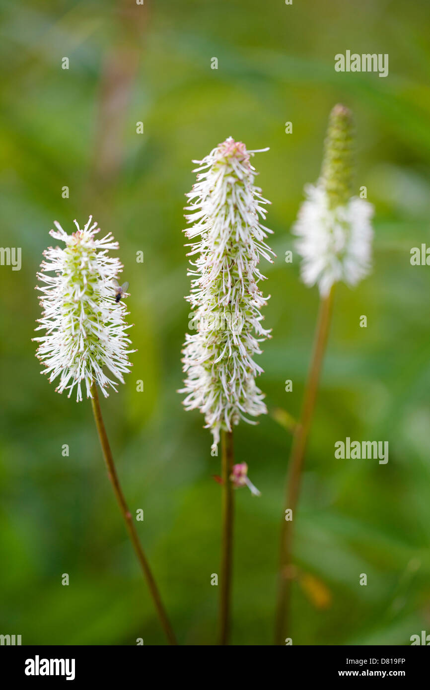 Sitka Burnet Wildblumen (Sanguisorba Stipulata) Denali Nationalpark, Alaska, USA Stockfoto