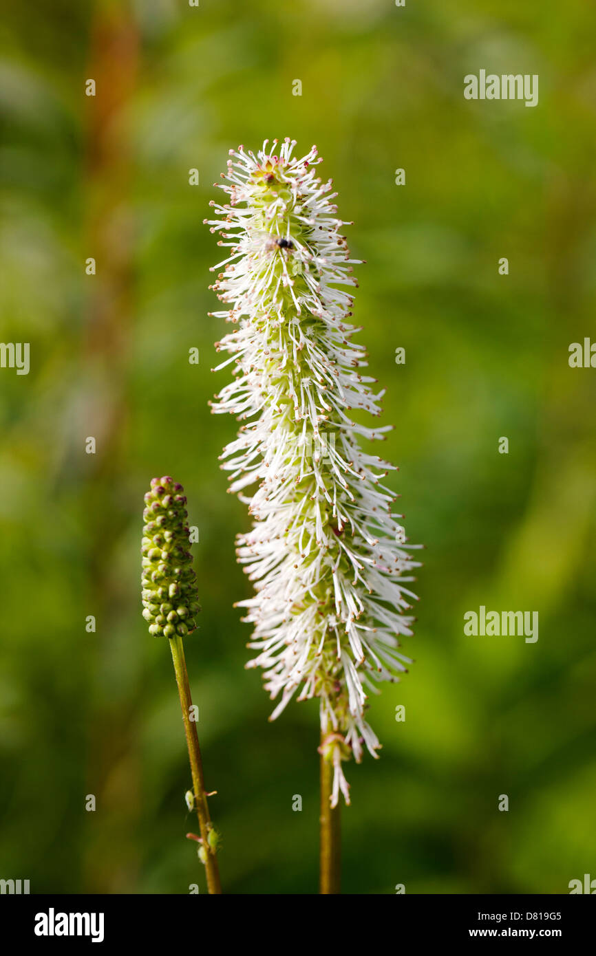 Sitka Burnet Wildblumen (Sanguisorba Stipulata) Denali Nationalpark, Alaska, USA Stockfoto