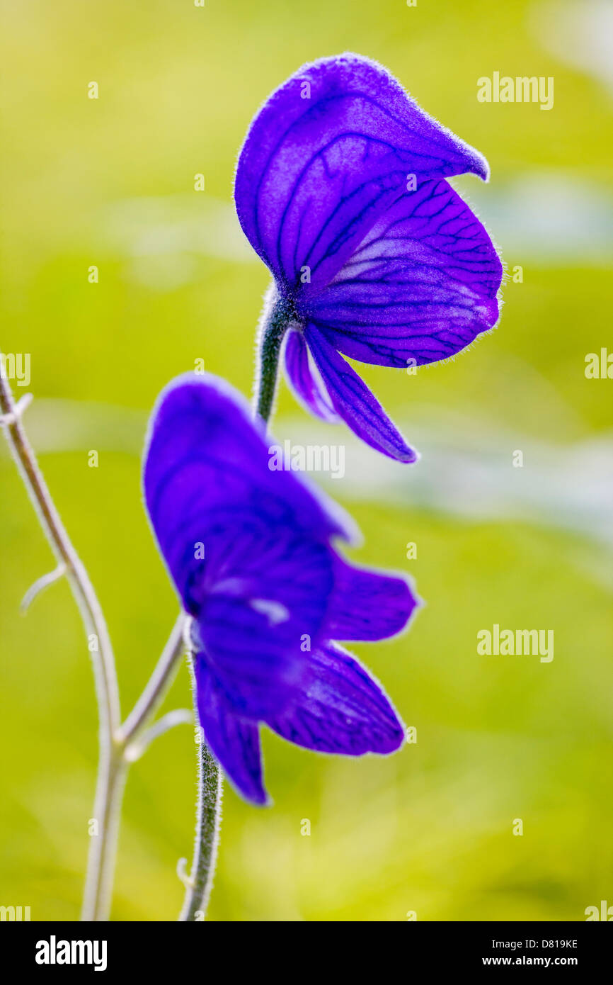 Eisenhut (Aconitum Delphinifolium, Hahnenfuß, Butterblume), giftige Pflanze, Denali National Park, Alaska, USA Stockfoto