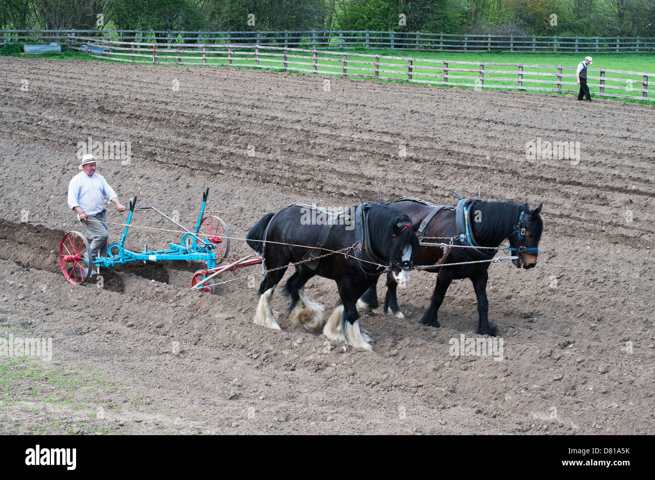 Pflügen mit schweren Pferde vor der Pflanzung Kartoffeln Beamish Museum North East England UK Stockfoto