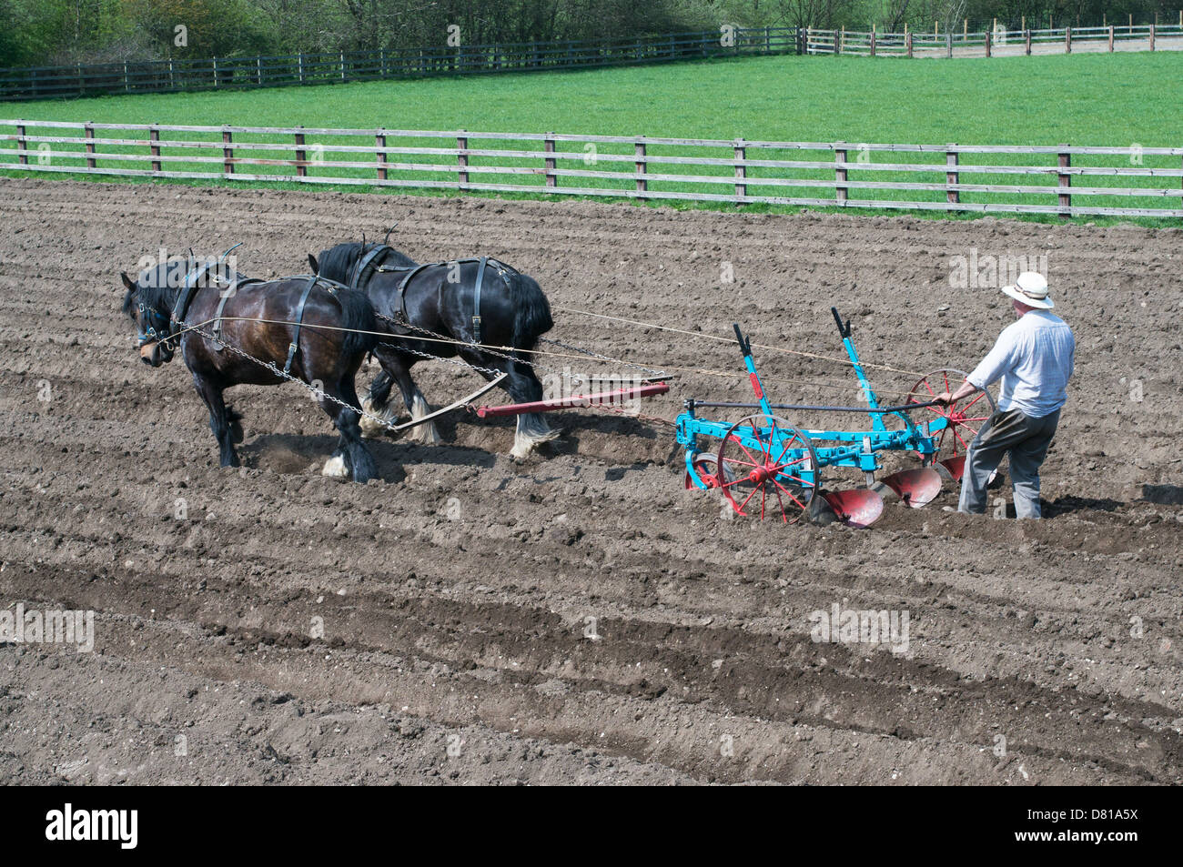 Pflügen mit schweren Pferde vor der Pflanzung Kartoffeln Beamish Museum North East England UK Stockfoto