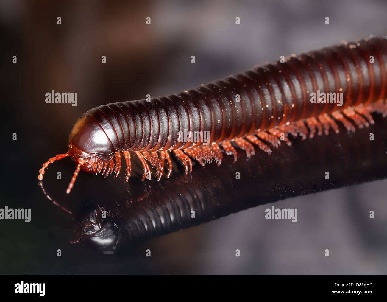 Archispirostreptus -Fotos und -Bildmaterial in hoher Auflösung – Alamy