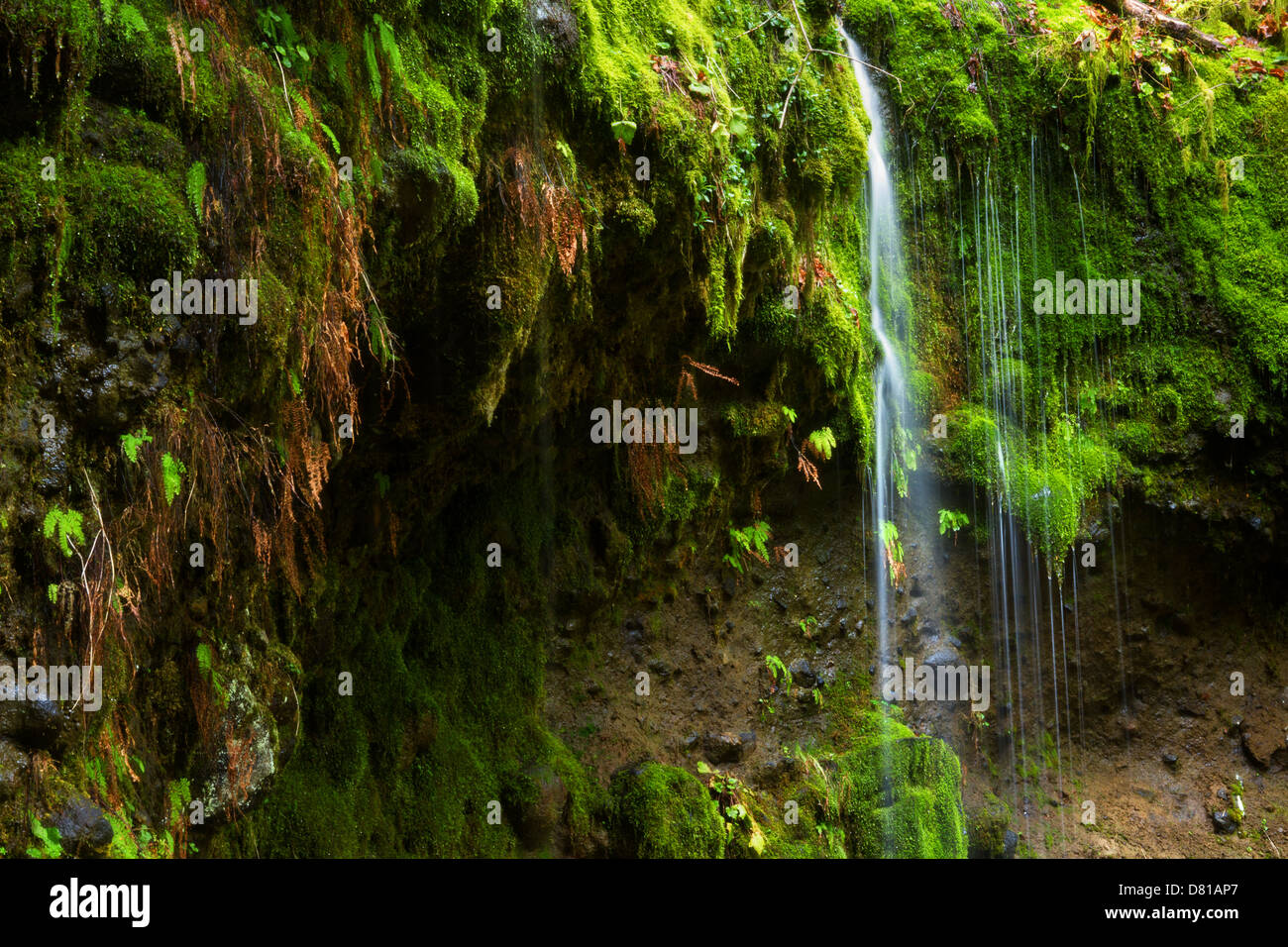 Kleine Spur von Wasser-Streams über bemooste Gesicht auf Spur zu Eagle Creek von Columbia River Gorge, Oregon Stockfoto