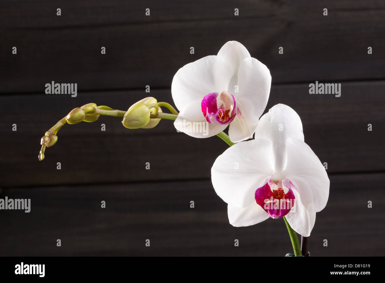 Closeup weiße Orchidee Phalaenopsis Sorten Hybrid Blume Makro auf schwarz Stockfoto
