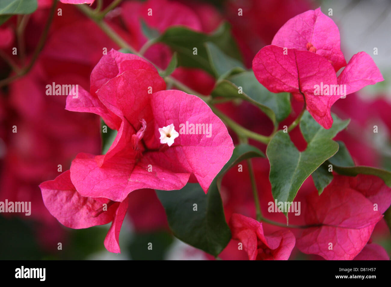 Bougainvillea: Weiße Blume, rote Blätter Stockfoto