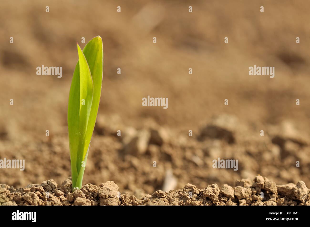 Nahaufnahme von einem jungen Keimling von Mais in einem Feld Stockfoto