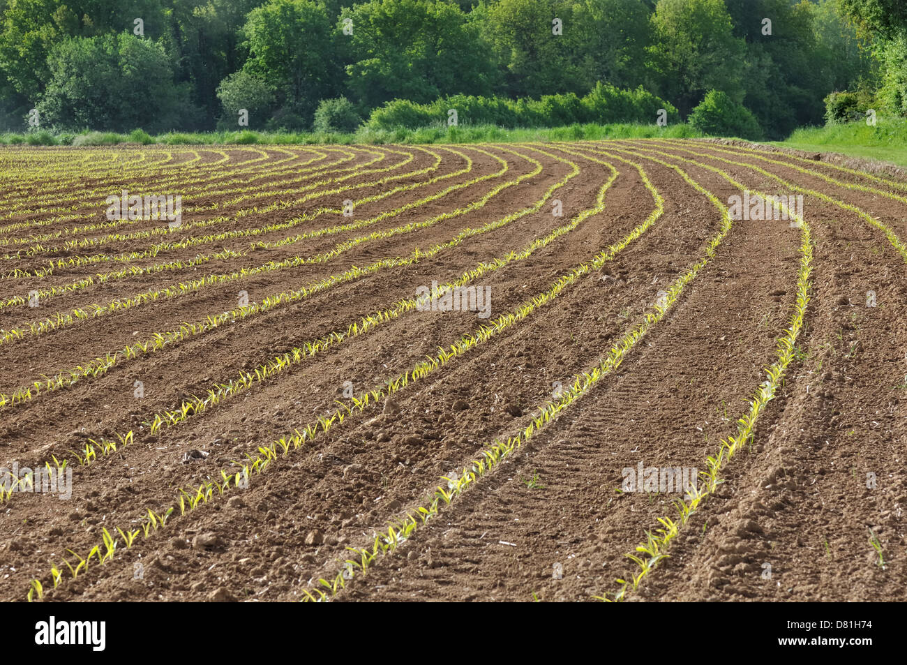 Reihen von jungen Mais schießt bilden parallele Kurven in einem Feld Stockfoto