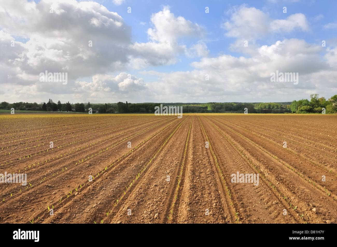 Reihen von jungen Mais schießt bilden parallele Linien in einem Feld Stockfoto