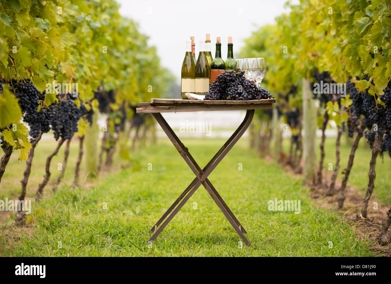 Flasche Wein, Trauben und Gläser auf Tisch im Weinberg Stockfoto