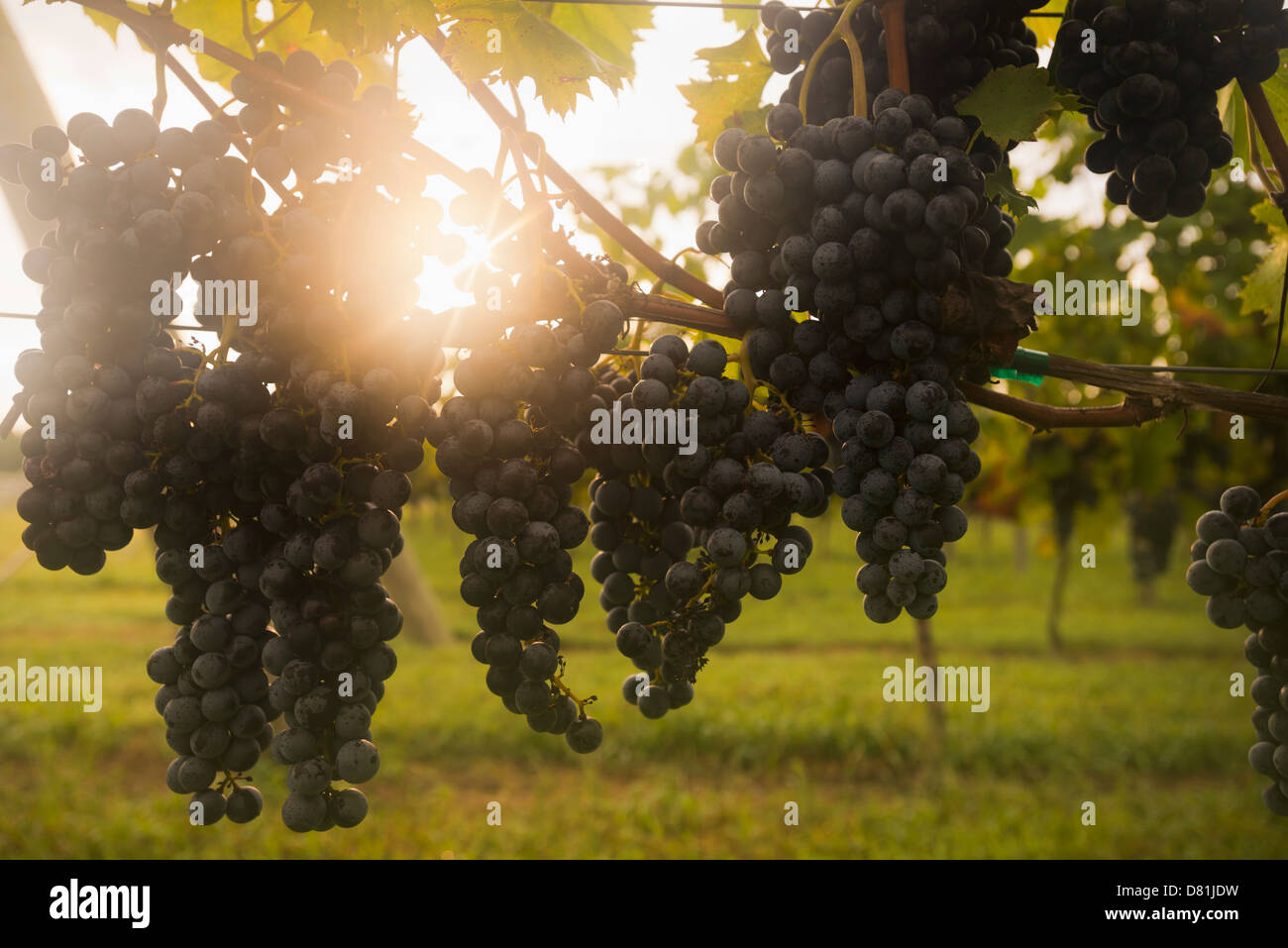 Nahaufnahme von Trauben am Rebstock Stockfoto