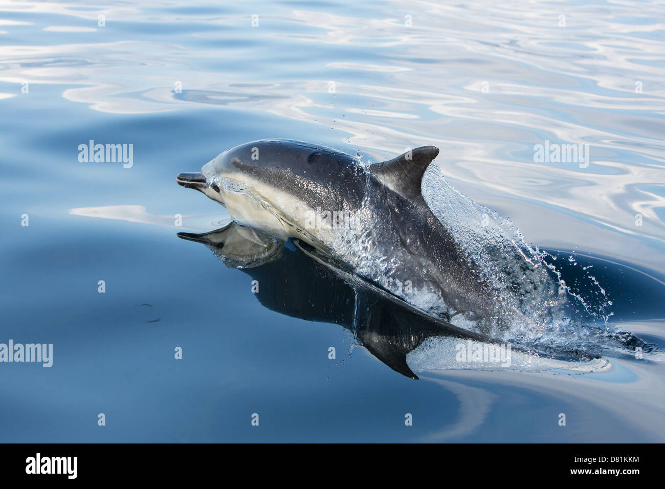 Gemeinen Delphin, Delphinus delphis Stockfoto